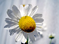 chamomile thumbnail