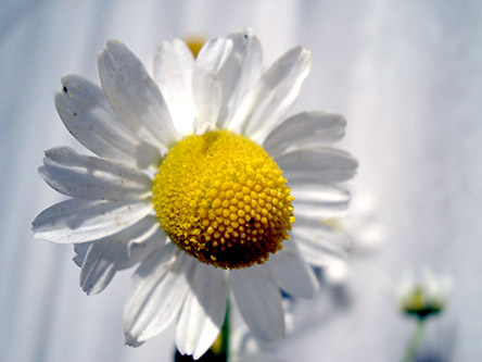 chamomile screenshot