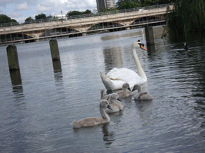 ducks in London overlay