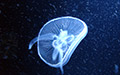 electric jellyfish thumbnail