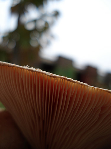 mushroom overlay
