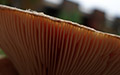 mushroom thumbnail