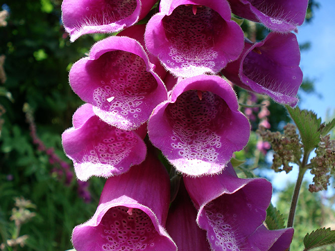 purple flowers overlay