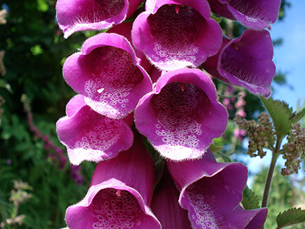 purple flowers screenshot