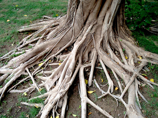 tree roots overlay