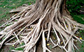 tree roots thumbnail