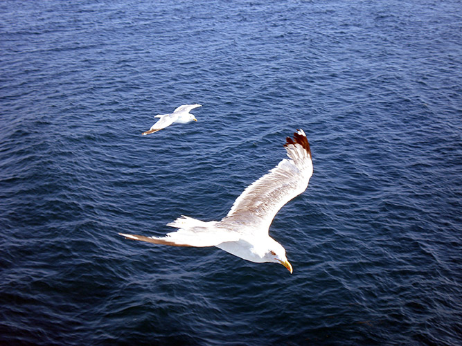 seagull overlay