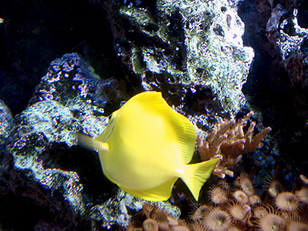 yellow fish screenshot