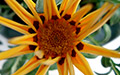 yellow flower thumbnail