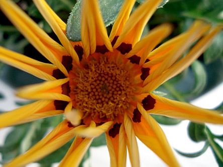 yellow flower screenshot